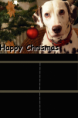Dalmatin 4 okénka Happy Chrismas